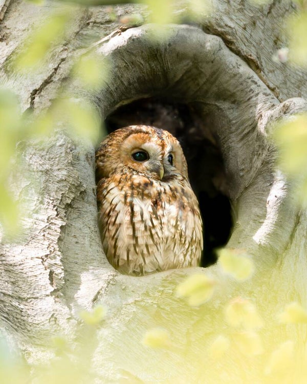 Tawny owl - Bosuil