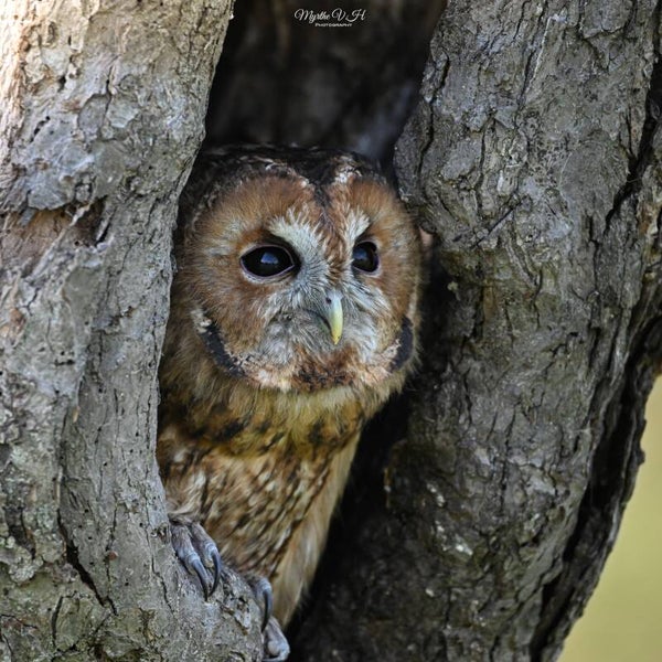 Tawny owl - Bosuil