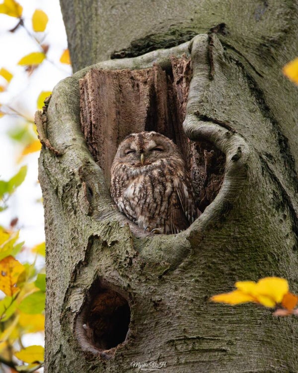 Tawny owl - Bosuil