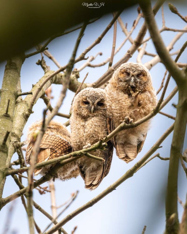 Tawny owl - Bosuil