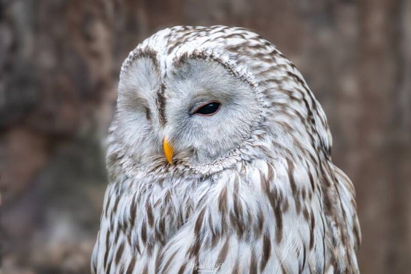 Ural owl - oeraluil