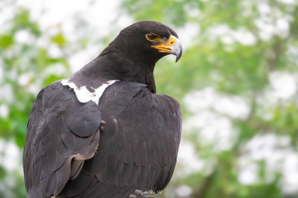Verreaux eagle - zwarte arend