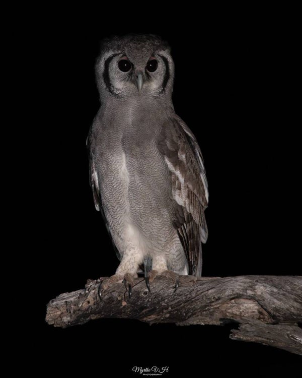 Verreaux's eagle owl - verreaux oehoe