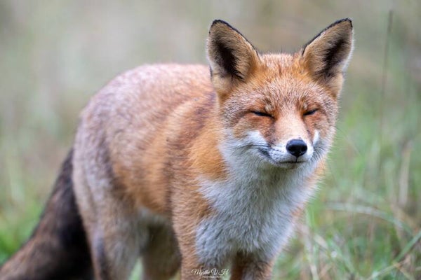 Red fox - vos