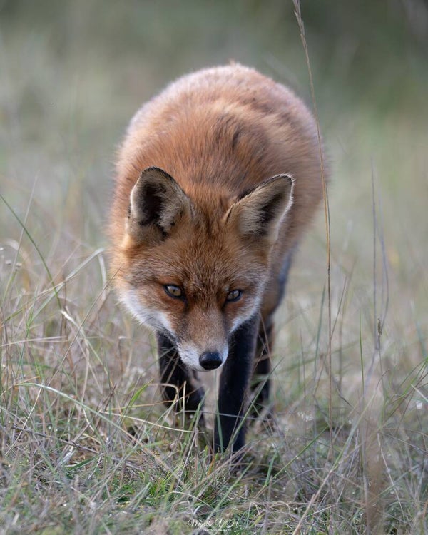 Red fox - vos