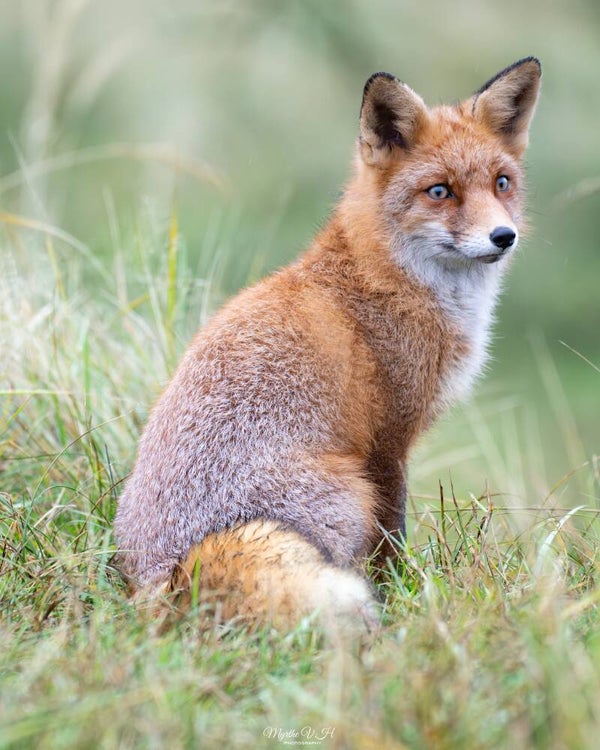 Red fox - vos