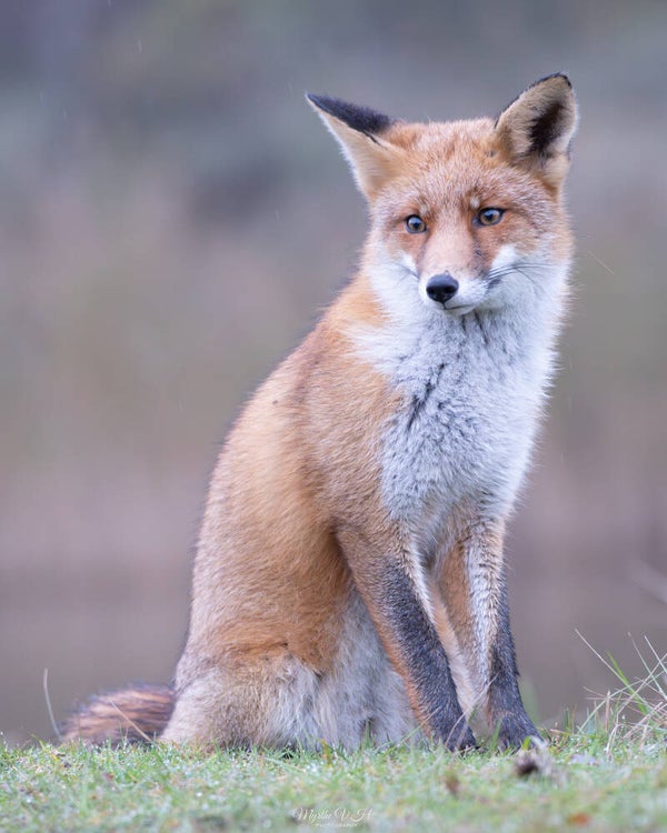 Red fox - vos