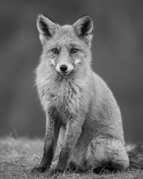 Red fox - vos