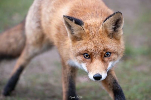 Red fox - vos