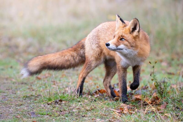 Red fox - vos