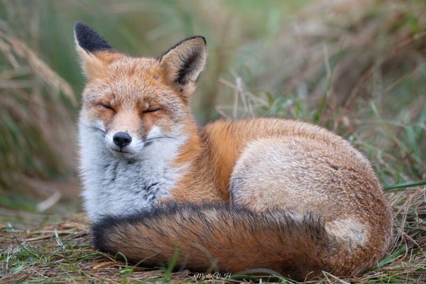Red fox - vos