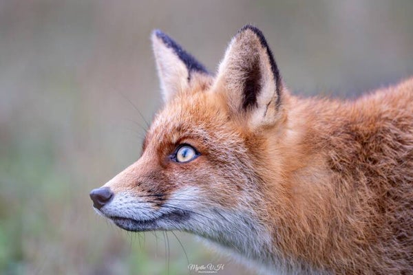 Red fox - vos
