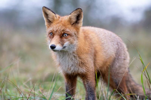 Red fox - vos