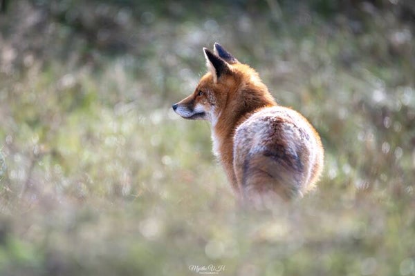 Red fox - vos