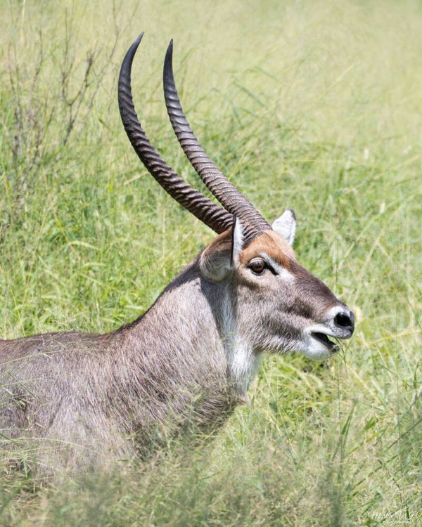 Waterbuck - waterbok