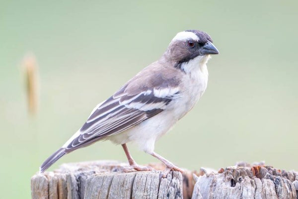 White-browed sparrow weaver - mahali wever