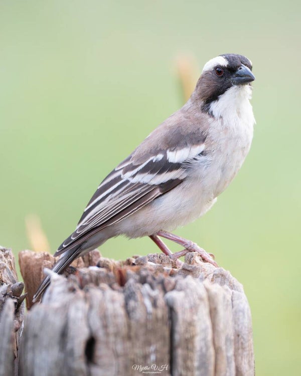 White-browed sparrow weaver - mahali wever