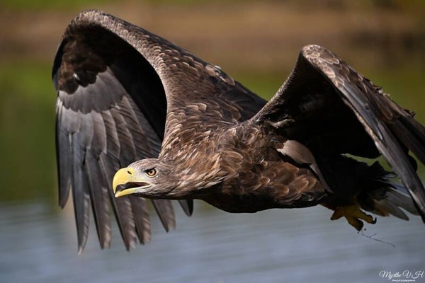 White-tailed eagle - europese zeearend