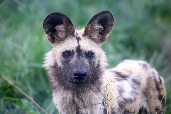 Wild dog