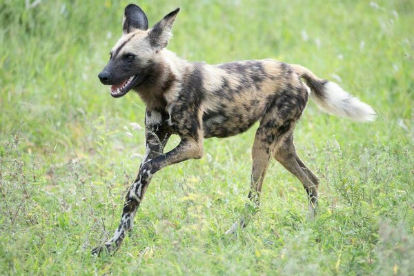 Wild dog