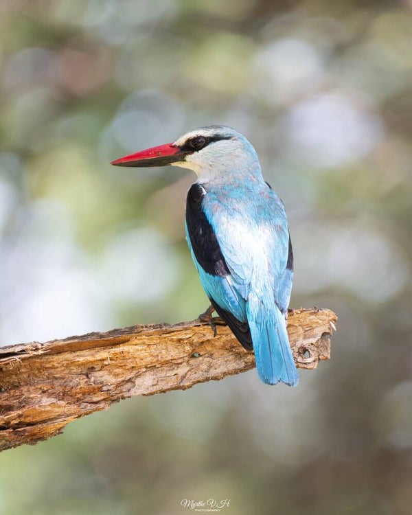 Woodland kingfisher - senegalijsvogel