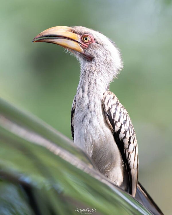 Yellow-billed hornbill - geelsnaveltok