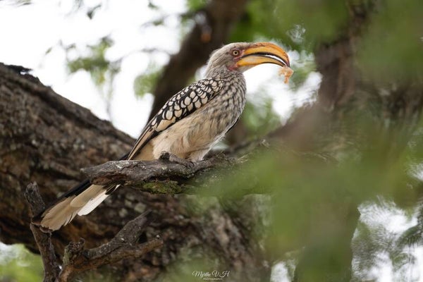 Yellow-billed hornbill - geelsnaveltok