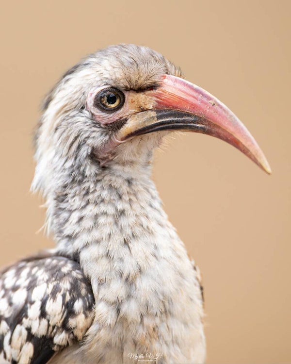 Red-billed hornbill - roodsnaveltok
