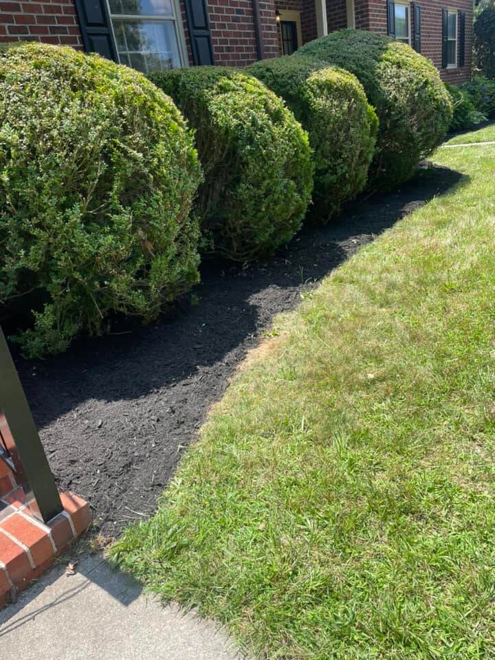 hedges-standard.jpg