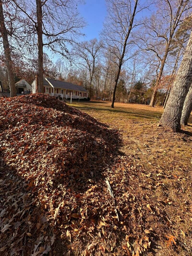 leaf-removal-standard.jpg