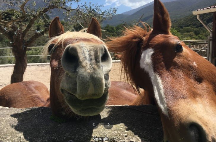 Paarden Bavarian Horse Riding