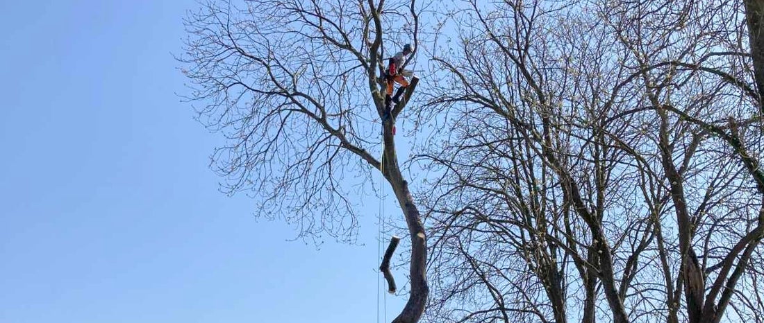 branche cassée ou encrouée