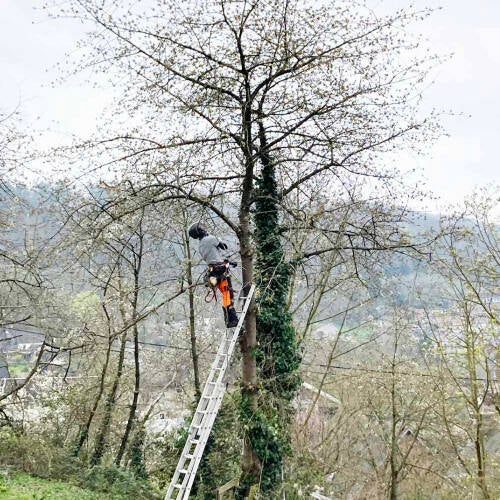 Délierrage pour enlever le lierre qui grimpe sur l'arbre