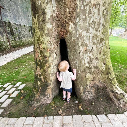 Diagnostic de santé de vos arbres. Détecter maladies ou fragilités des arbres.