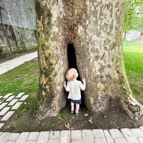 Diagnostic de santé de vos arbres. Détecter maladies ou fragilités des arbres.
