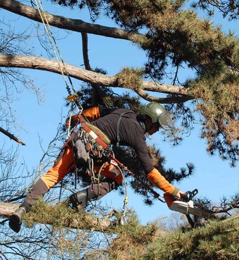 Gauthier Arboriste grimpeur élagueur