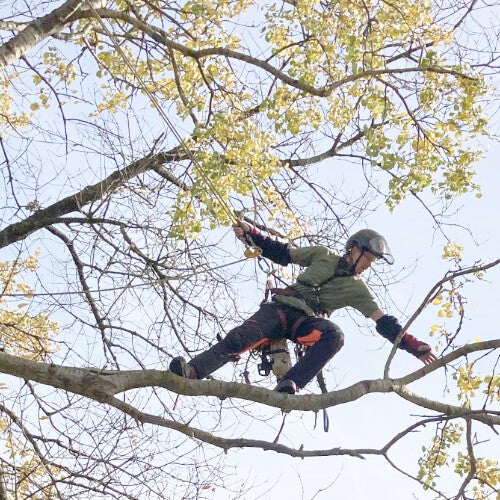 Gauthier Arboriste grimpeur élagueur