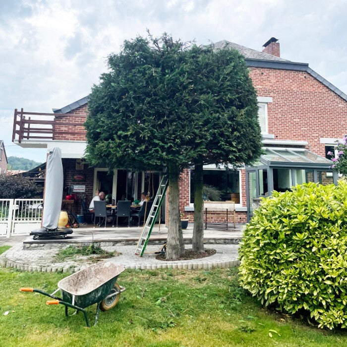 Taille architecturée. Donner une structure à vos arbres.