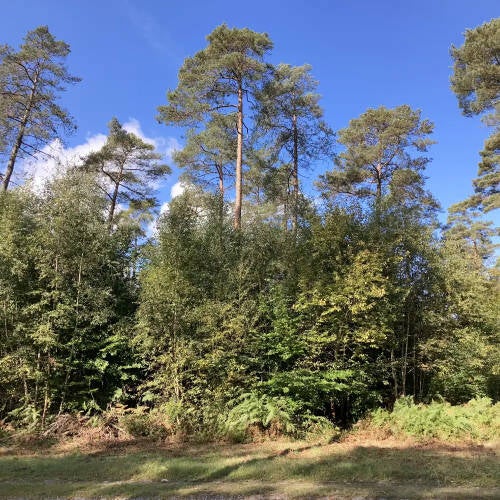 service pro silva gestion forestière durable