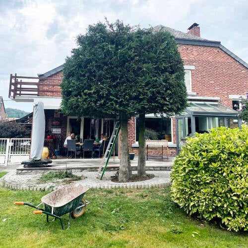 Taille architecturée. Donner une structure à vos arbres.