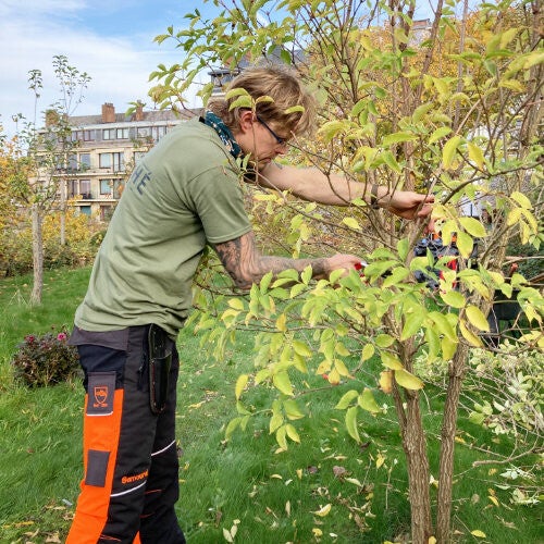 Taille de formation des jeunes arbres.