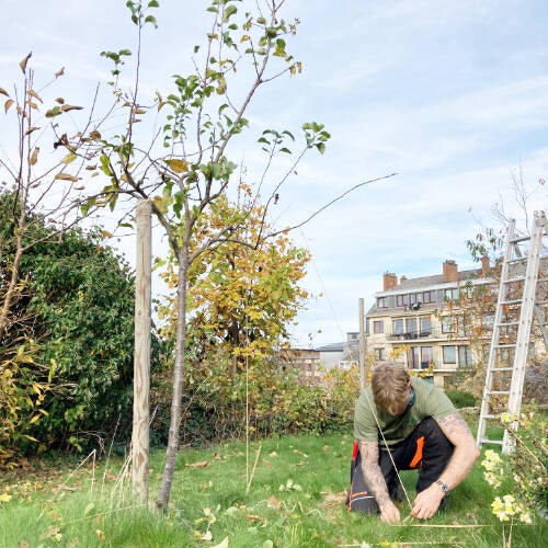 Taille de formation des jeunes arbres.