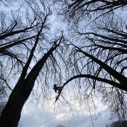 arboriste grimpeur élagueur Yvoir Namur