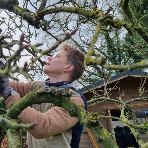 Taille des arbres fruitiers pour favoriser la production de fruits.