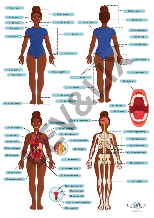 Printable: Menselijk lichaam Vrouw
