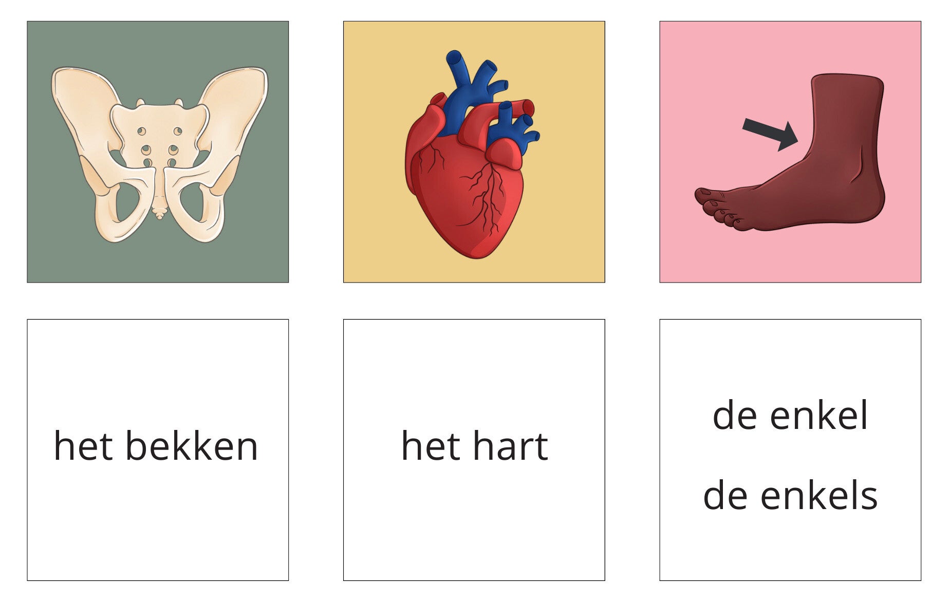 Memory Menselijk Lichaam 50 paren - verkrijgbaar vanaf eind februari!