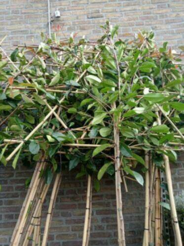 Lei Photinia red robin