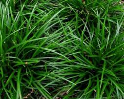 carexfoliosissimairishgreen.jpg