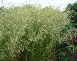 deschampsiacespitosagoldschleier.jpg