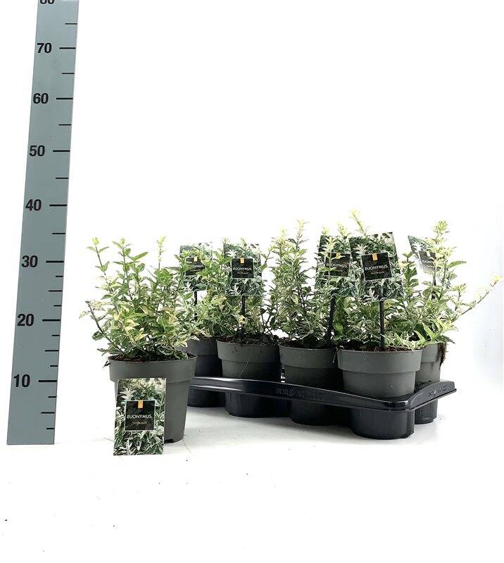 euonymusfortharlequin-4.jpg